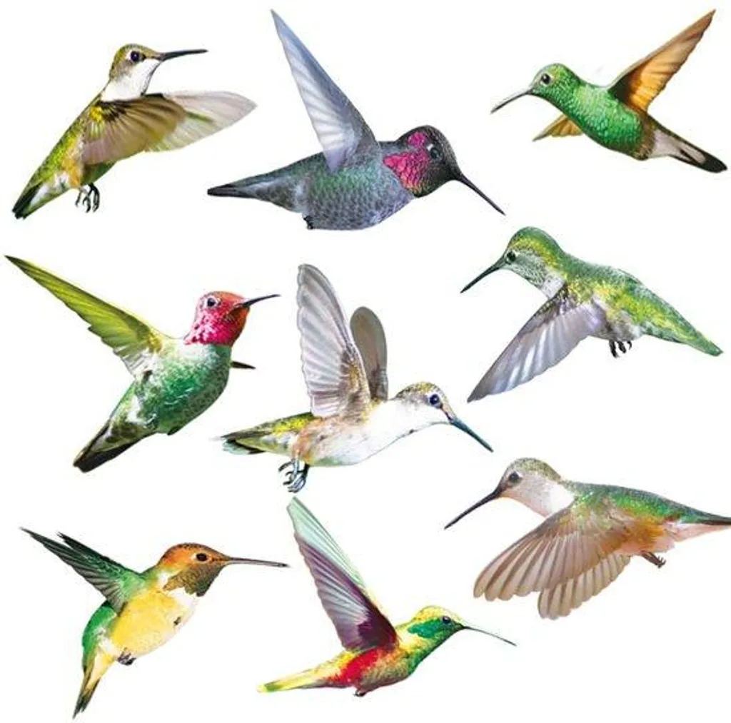 Autocollants fenêtre oiseaux anti-collision pour protéger les vitres