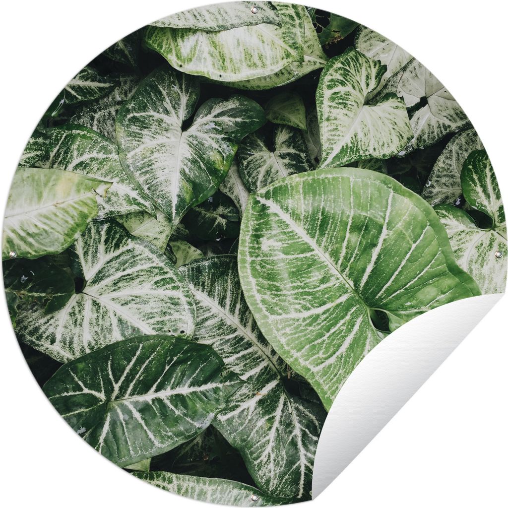 MuchoWow Gartenposter Outdoor-Poster Rund Blätter - Pflanzen - Grün Ø 120 cm Gartendeko Rundes Poster draußen