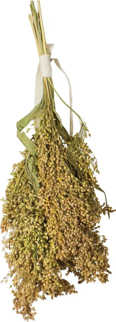 JR FARM Miglio in spighe da sgranocchiare per tutti i pappagalli 100g