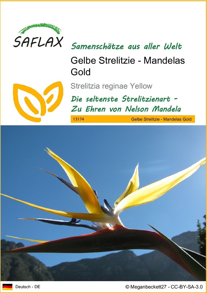 SAFLAX - Gelbe Strelitzie - Mandelas Gold - 4 Samen - Strelitzia reginae Yellow