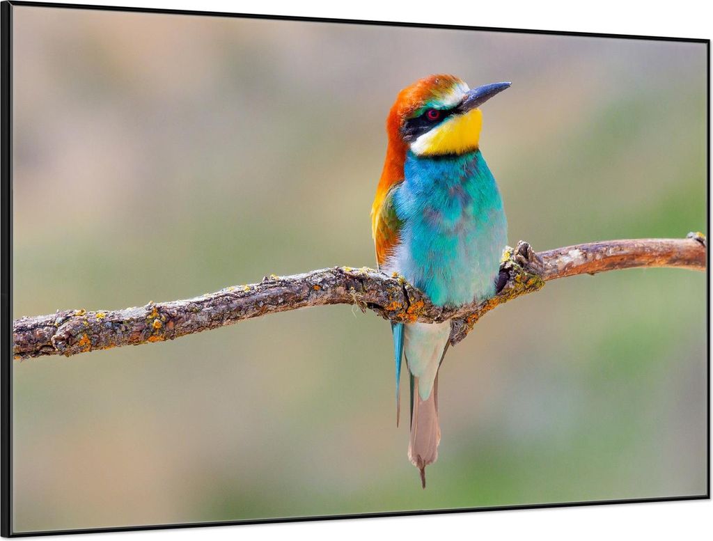 Wallario Wandbild Vogel auf Ast, Größe: 61 x 91,50 cm, Poster mit schwarzem Aluminiumrahmen