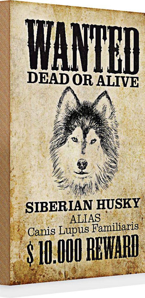 Holzschild Spruch Hund 20x30cm wanted Siberian Husky Produktbild 