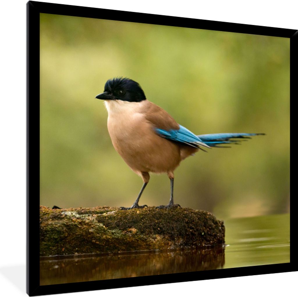 MuchoWow Gerahmtes Poster Elster - Vogel - Moos 40x40 cm - Poster mit Schwarzem Bilderrahmen Wandposter Rahmen Foto Bilder - Mit Rahmen - Wanddek...