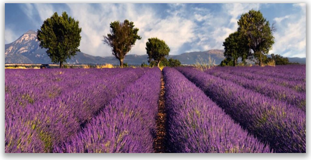 Acrylglasbilder 120x60 Wandbild Druck Wiese Bäume Natur