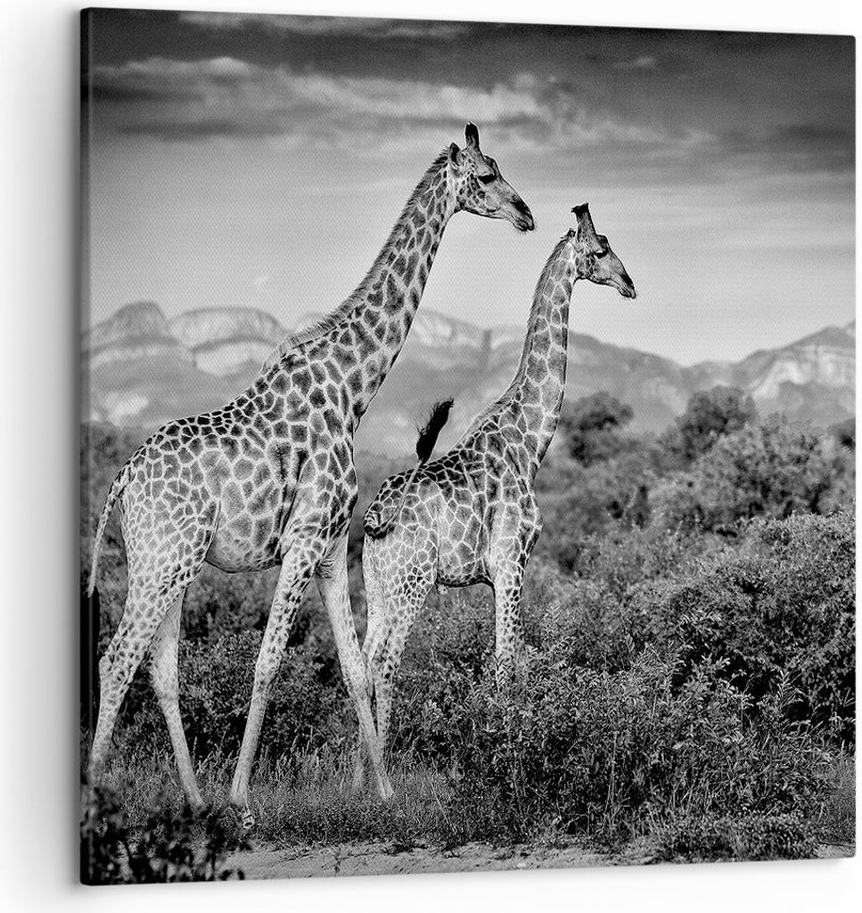 Bild auf Leinwand - Leinwandbild - Einteilig - Giraffen Schwarzweiß Fotografie - 50x50cm - Wand Bild - Wanddeko - Wandbilder - Leinwanddruck - Bil...