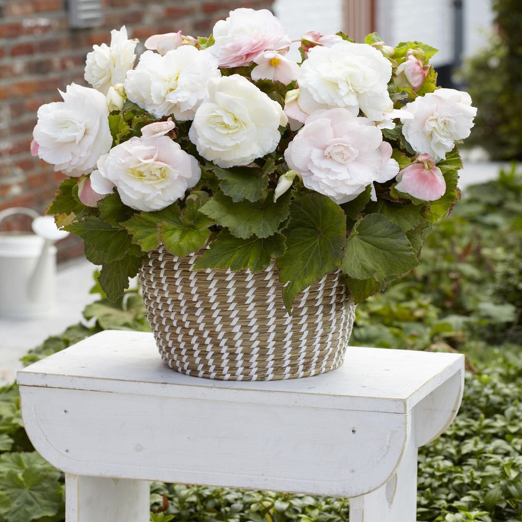 Begonie Knolle Blumen Garten Töpfe Blüten Begonie Superba Produktbild 