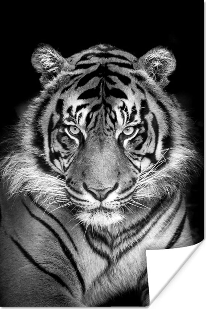 MuchoWow Poster Tiger - Raubtier - Schwarz - Weiß 80x120 cm - Papierdruck