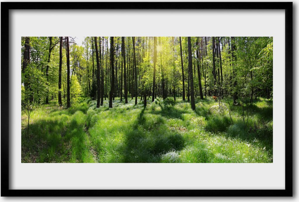 Bild 60x40 MDF-Rahmen Wandkunst Wald Gras Natur Pflanze