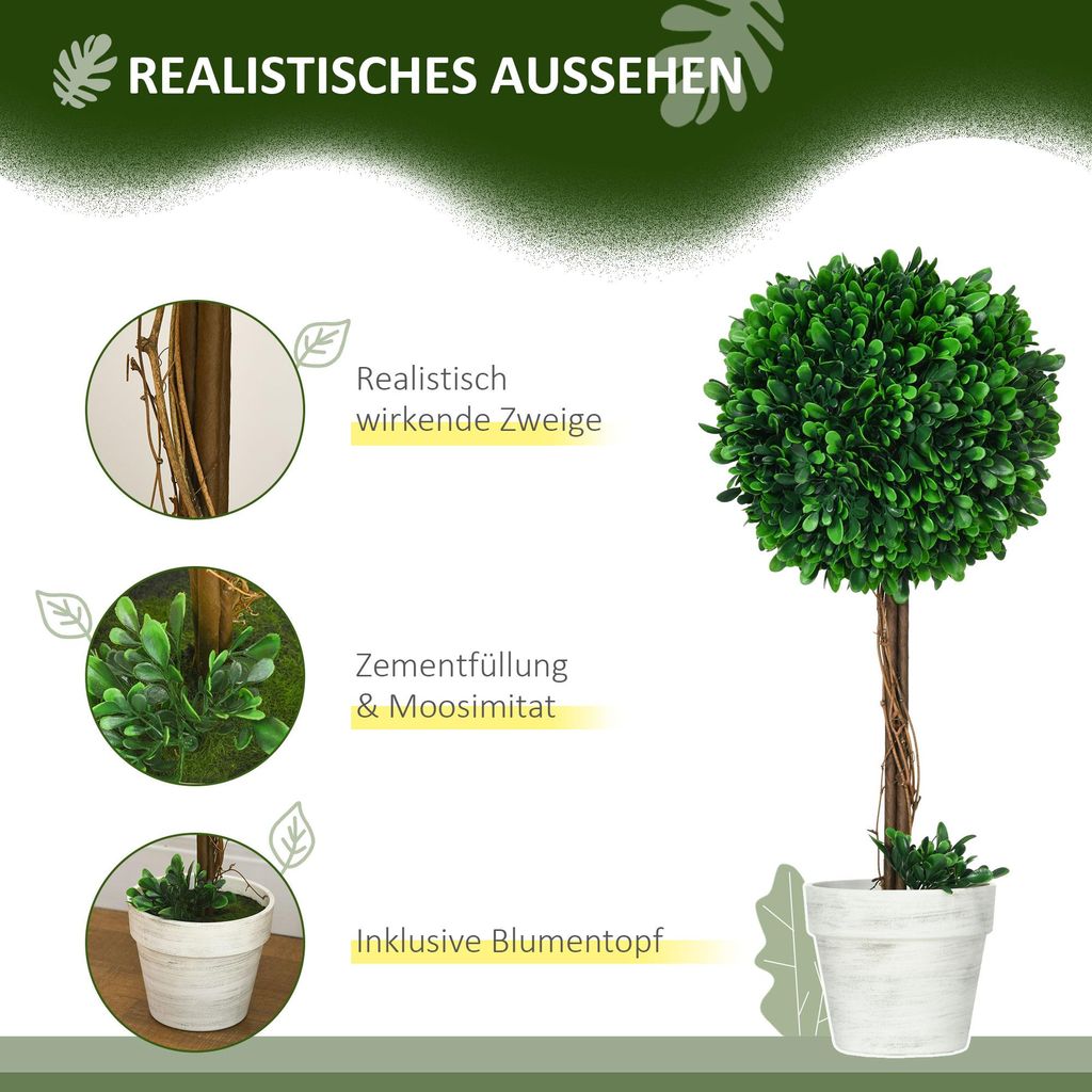 kriechendes schönpolster schildkröten Golliwoog® (Callisia repens) - DIE Futterpflanze für Schildkröten –  Schildkröten.de