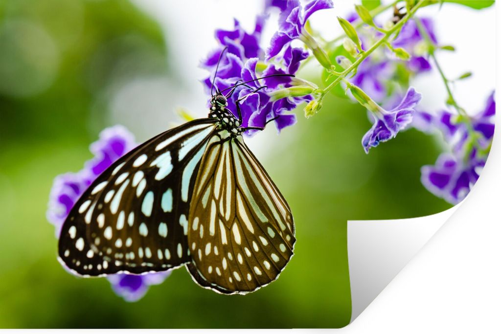 MuchoWow Wandtattoo Wandsticker Wandaufkleber Lavendel - Schmetterling - Botanisch 120x80 cm Selbstklebend und Repositionierbar - Selbstklebend -...