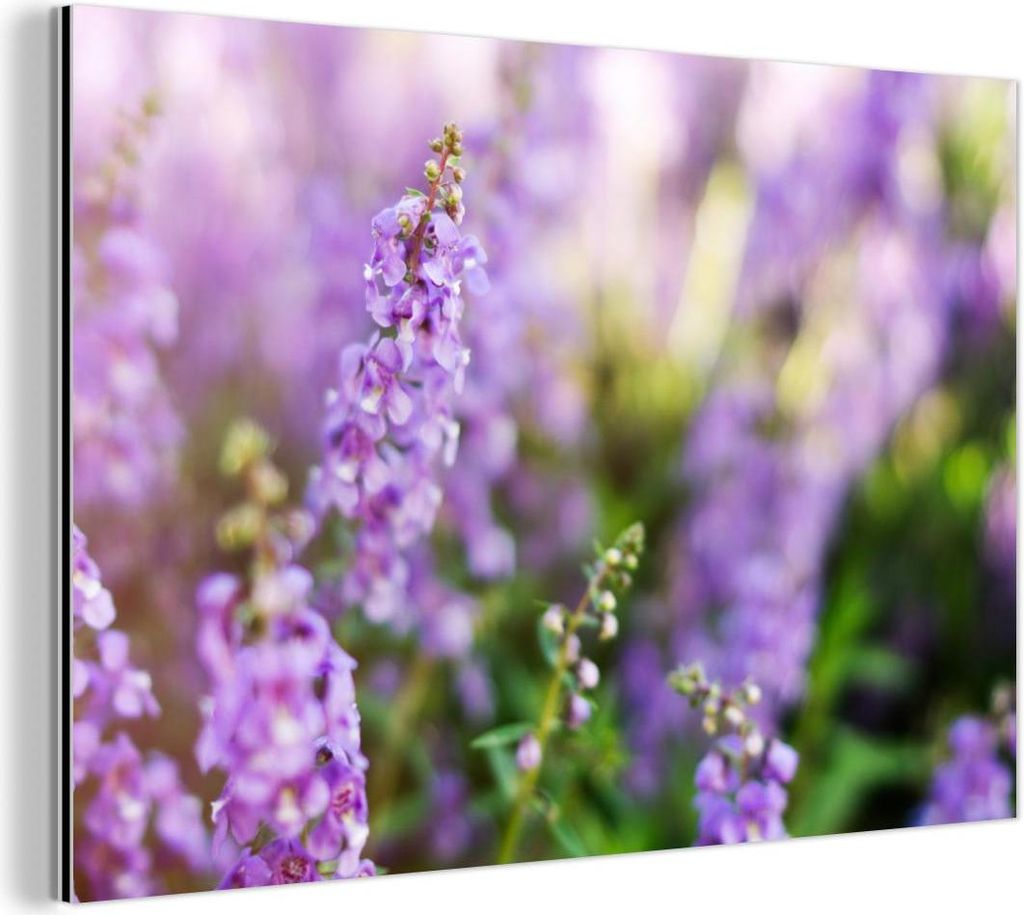 MuchoWow Wanddekoration Metall Metallbild Wandkunst 60x40 cm Nahaufnahme von ganzem Lavendel in einem Feld MuchoWow Aluminium Gemälde - Gemälder