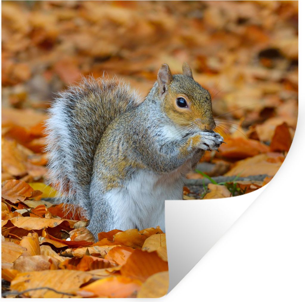 MuchoWow Wandtattoo Wandsticker Wandaufkleber Eichhörnchen zwischen dem Herbstlaub 80x80 cm Selbstklebend und Repositionierbar - Wierderverwendb...