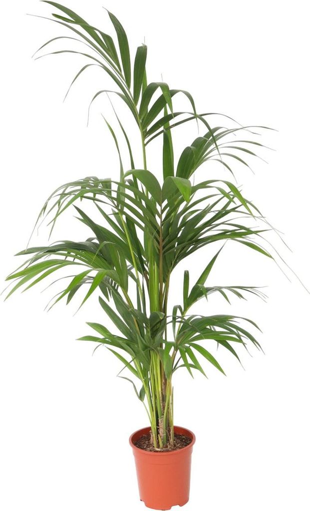 Kencja - Howea forsteriana - Wysokość 130-140cm - ⌀21cm Zdjęcie produktu 