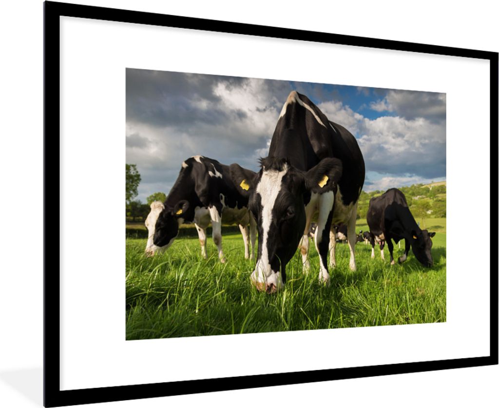 MuchoWow Gerahmtes Poster Kühe - Tiere - Gras - Wiese - Bauernhof 90x60 cm - Poster mit Schwarzem Bilderrahmen Wandposter Rahmen Foto Bilder - W...