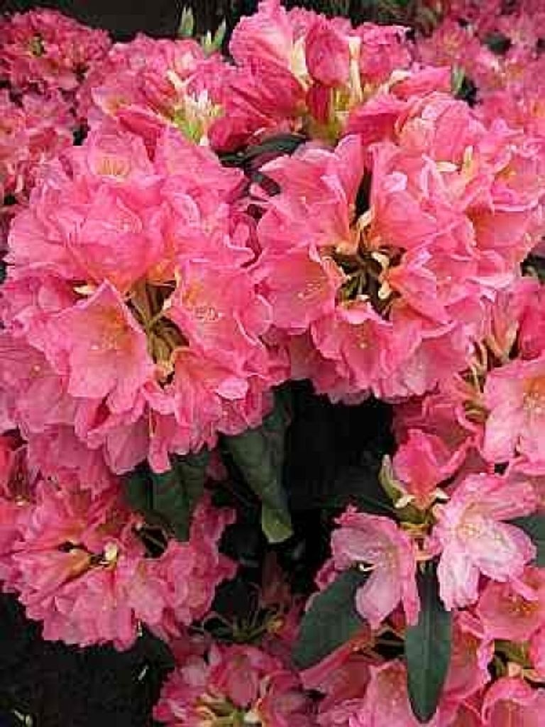 Rhododendron Hybride Henri Nannen - Großblumige Alpenrose 30-40cm