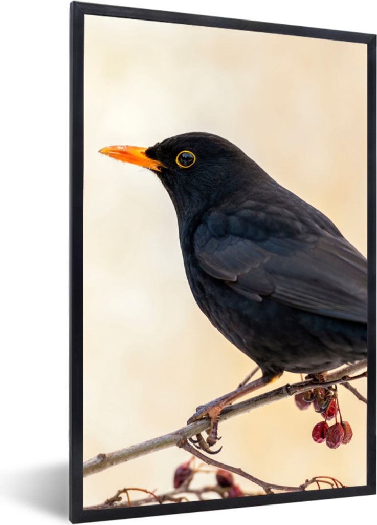 MuchoWow Gerahmtes Poster Amsel - Vogel - Zweige - Beere - Rot 40x60 cm - Poster mit Schwarzem Bilderrahmen Wandposter Rahmen Foto Bilder - Papie...