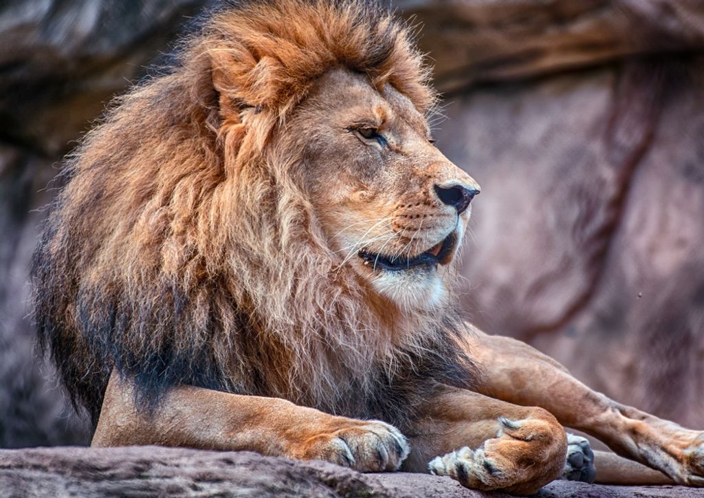 hansepuzzle 53378 - Löwe Puzzle, 260 Teile, Tierwelt, 41,0 x 28,0cm mit hochwertiger Aufbewahrung, Kartonbox und wiederverschließbarem Beutel