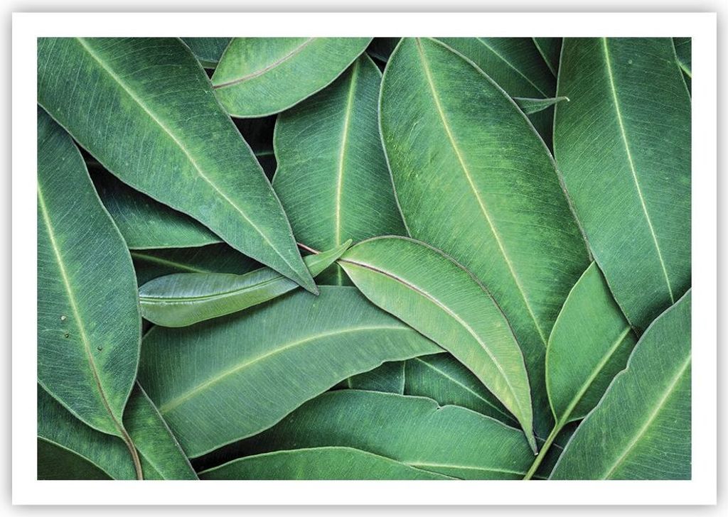 Poster - Poster ohne Rahmen - Blätter Eukalyptus Natur - 100x70 cm - Wand Bild - Wanddeko - Wandbilder - Kunstposter - Wandposter - Bilder - Kunst...
