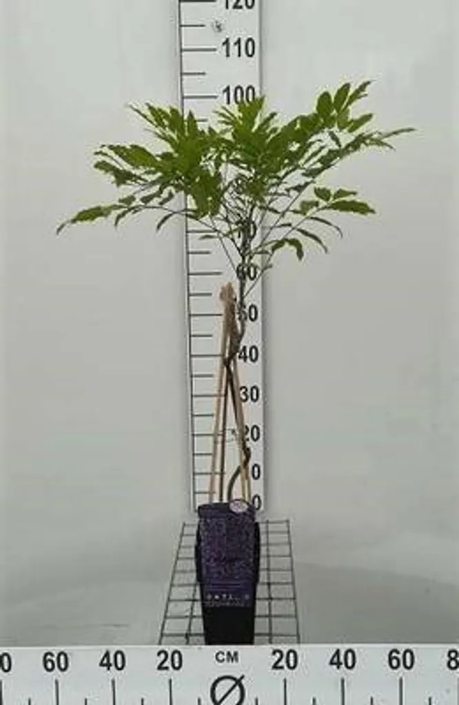 Glycine Wisteria floribunda Multijuga - Pluie Bleue en pot de 50-60 cm