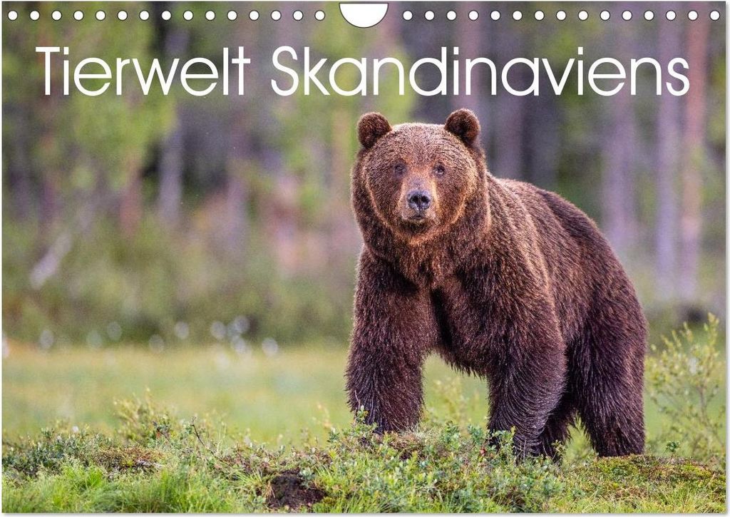 Tierwelt Skandinaviens (Wandkalender 2027 DIN A4 quer), CALVENDO Monatskalender