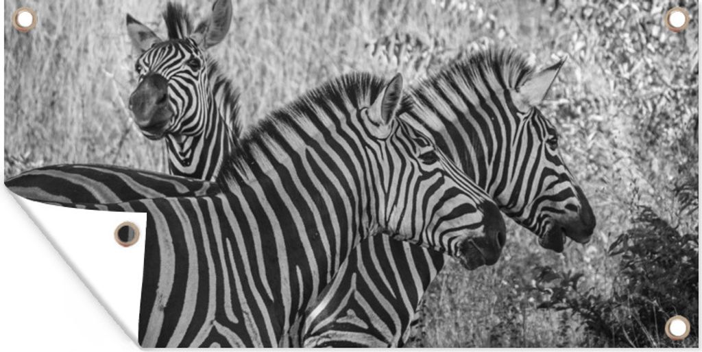 MuchoWow 160x80 cm Outdoor-Poster Gartendeko Sichtschutz Garten Poster für den Garten Drei grasende Zebras