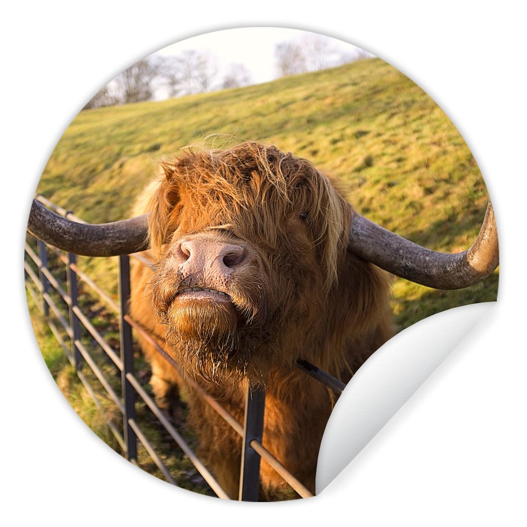 MuchoWow Runde Wandtattoo - Wandsticker Tapete Aufkleber Scottish Highlander - Zaun - Gras Ø 30 cm Selbstklebend und Repositionierbar - Wandaufk...