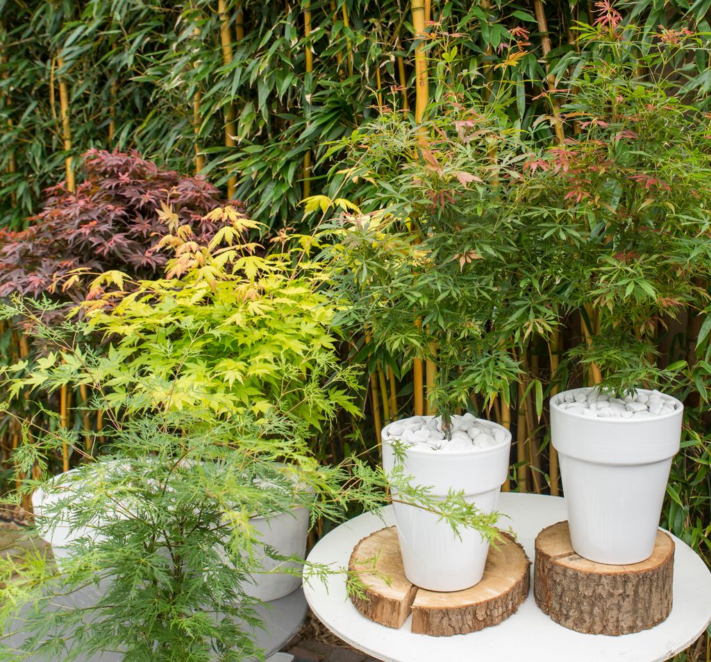4x Acer Mix - Orange Dream - Going Green - Schmetterling - Produktbild 4