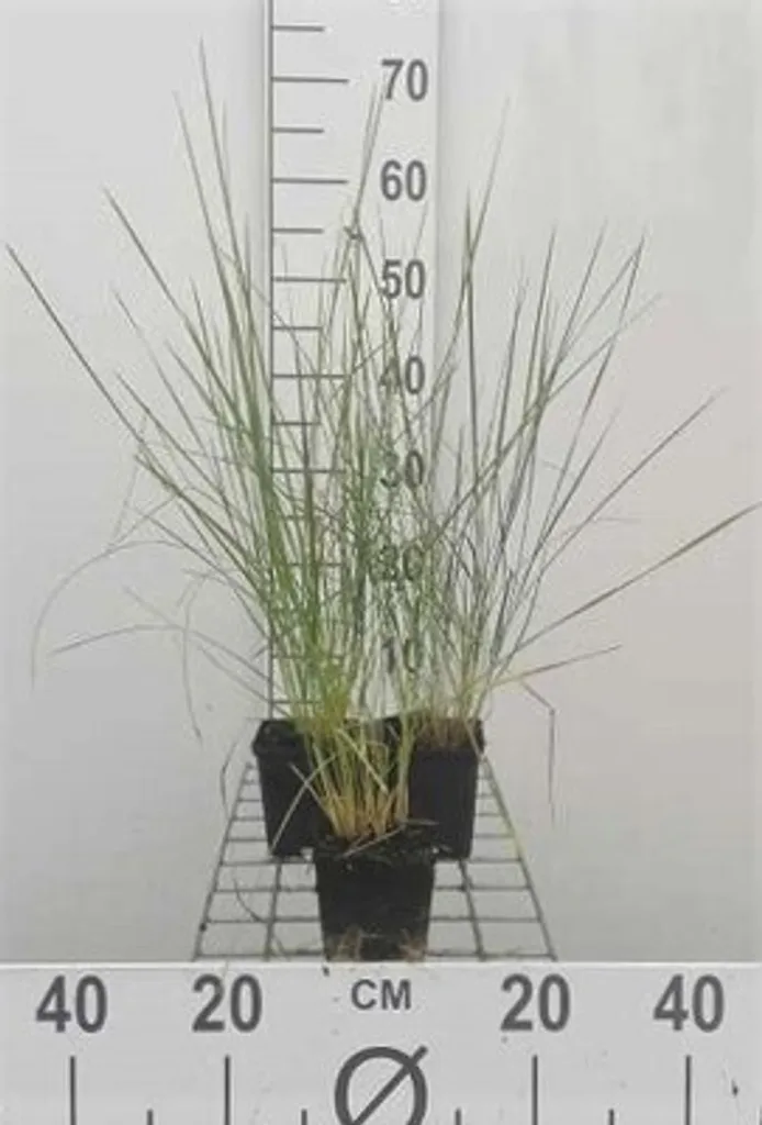 Stipa gigantea Plumeau géant : 6 Plants Résistants à la Sécheresse