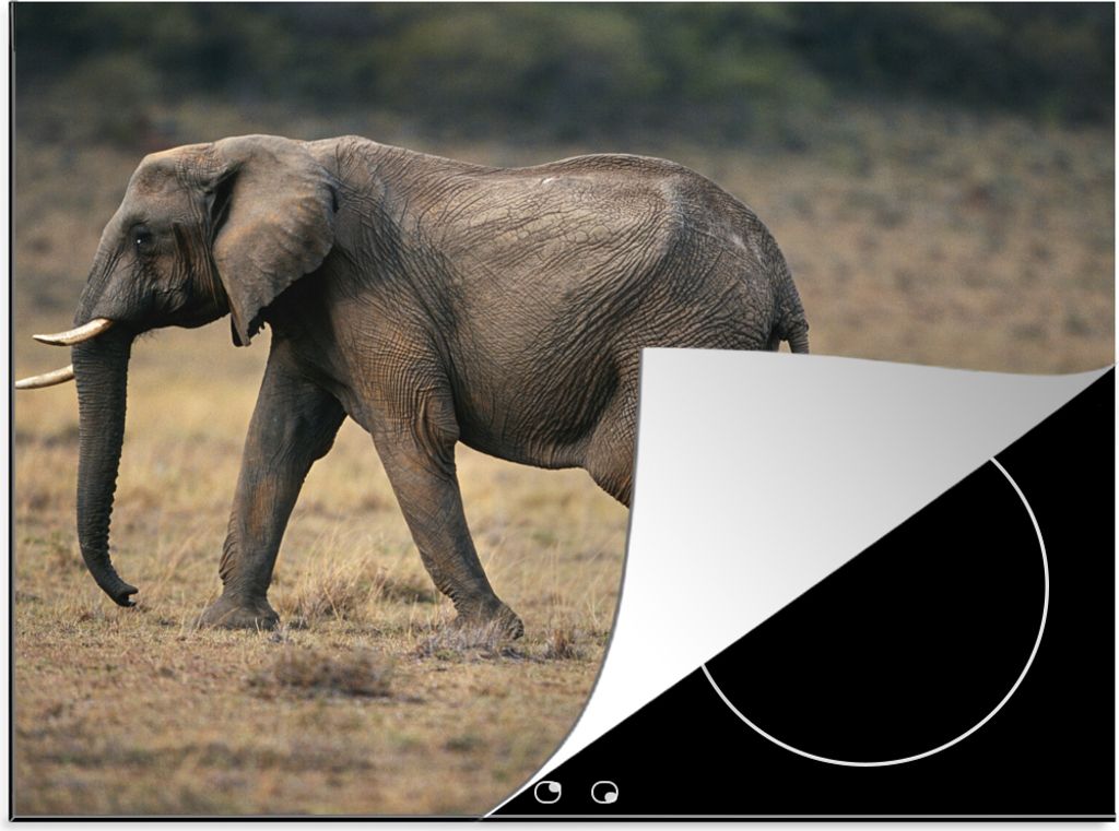 KitchenYeah Herdabdeckplatte Elefant - Tiere - Savanne - Natur , 58x51cm, Küche Deko, Ceranfeld Herdabdeckung, Abdeckplatte fùr Kochfeld