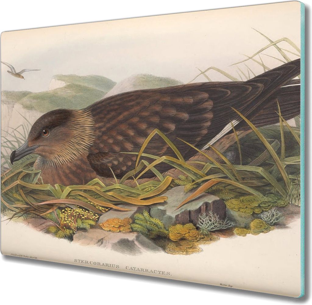 Coloray Kochplattenabdeckung Herdabdeckplatte 60x52 cm Hackbrett Schneidebrett Küchenbrett - Vögel Tiere