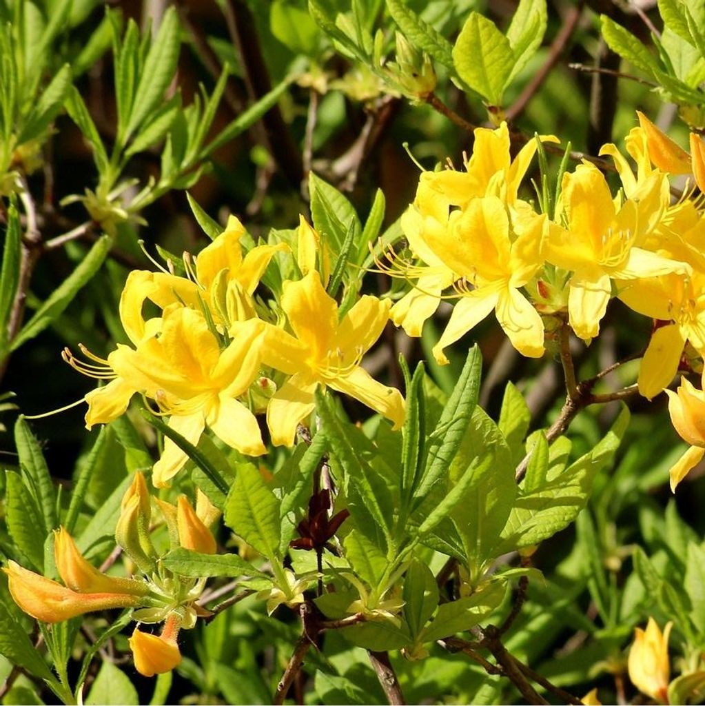 Laubabwerfende Azalee gelb - Azalea mollis | 80-100 cm in Container