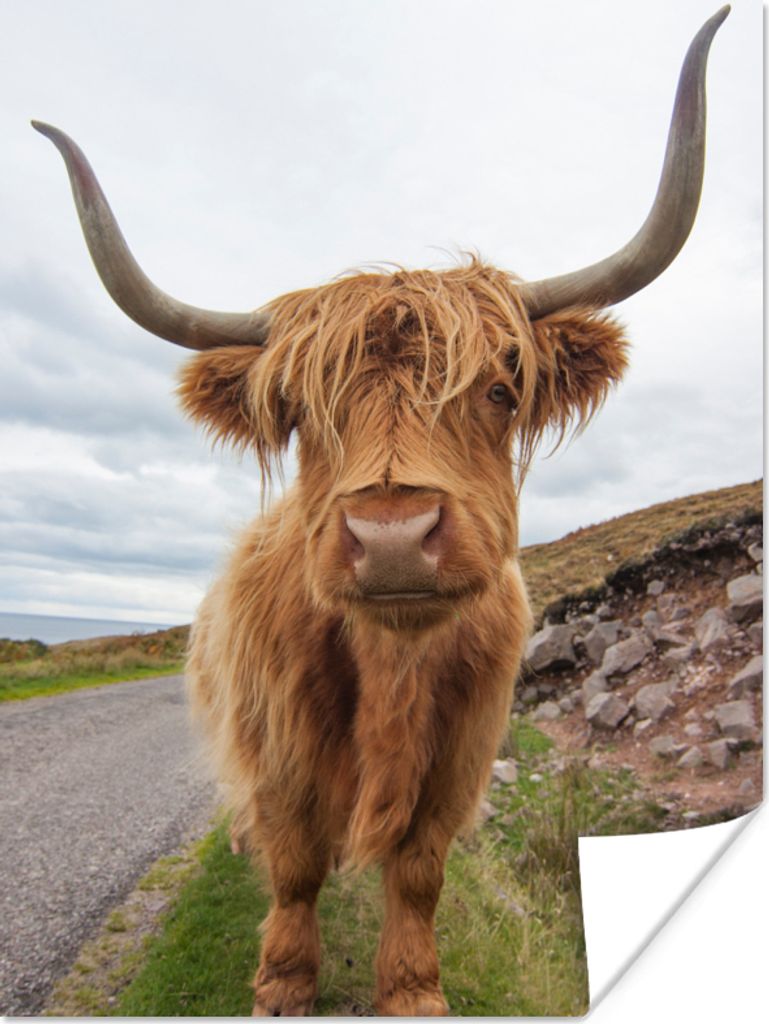 MuchoWow Poster Schottischer Highlander - Hörner - Berg 30x40 cm - Wandplakat - Poster Kinderzimmer