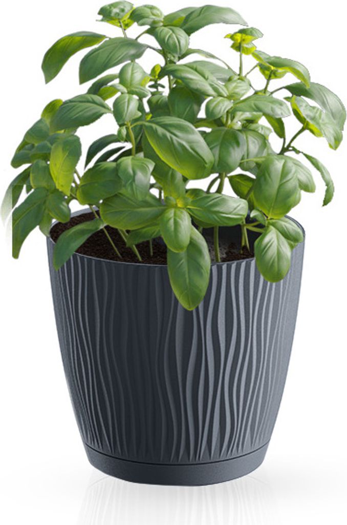 A potted basil plant in a decorative gray pot.
