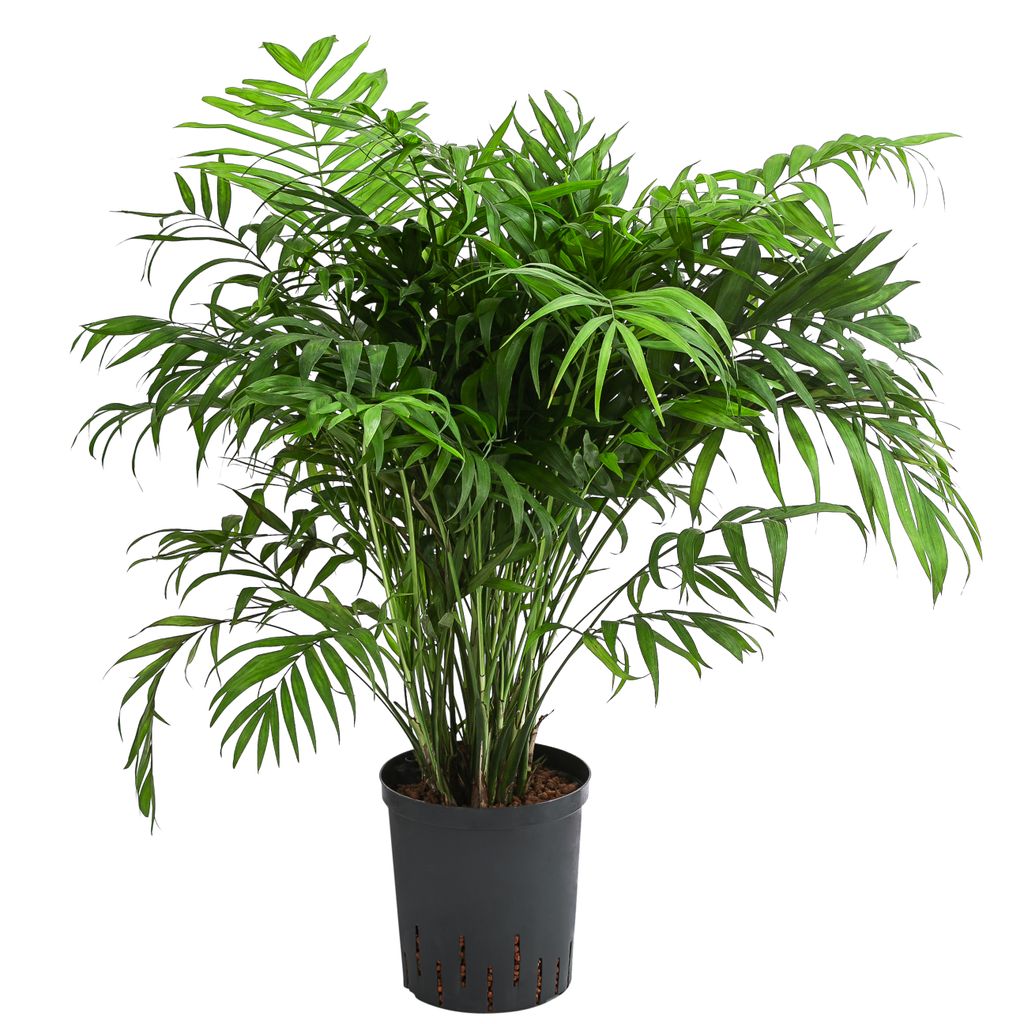 Dehner Bergpalme, in Hydrokultur, ca. 65 cm, Ø Topf 19 cm, Zimmerpflanze