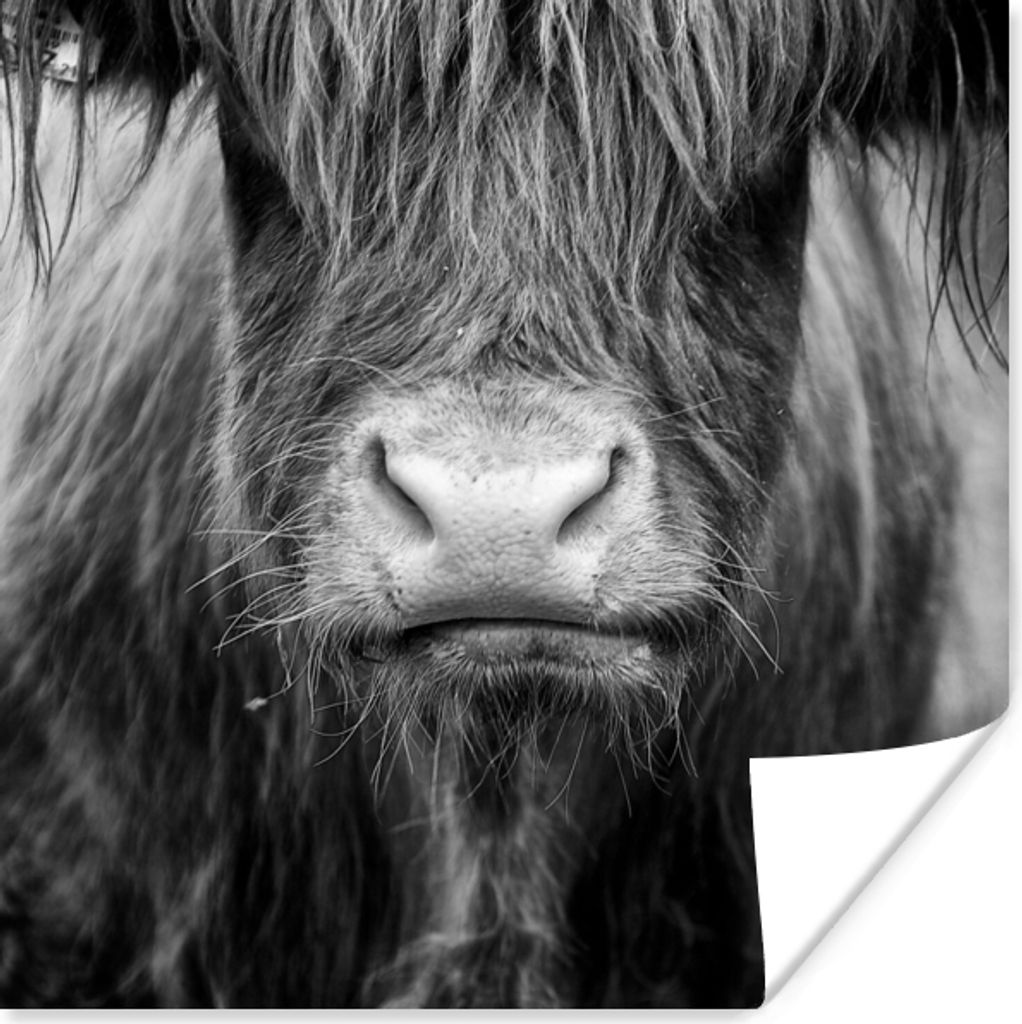 MuchoWow Poster Schottischer Highlander - Haare - Tiere 100x100 cm - Babyzimmer