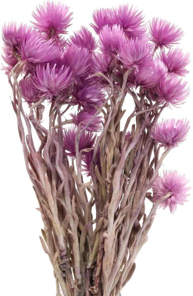 Trockenblumen Lila Capblumen Strohblumen Naturdeko 42cm