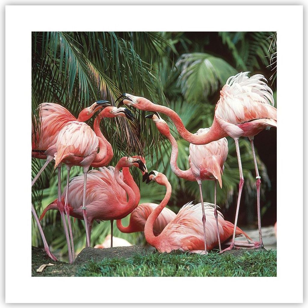 Poster - Poster ohne Rahmen - Palmen Herde Flamingos - 40x40 cm - Wand Bild - Wanddeko - Wandbilder - Kunstposter - Wandposter - Bilder - Kunstdruc...