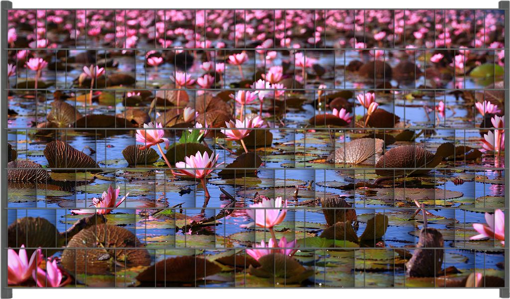Wallario Zaunsichtschutz mit Motiv Seerosenlandschaft mit rosa Blüten für Ein- und Doppelstabmatten Zäune in der Größe 250 x 140 cm