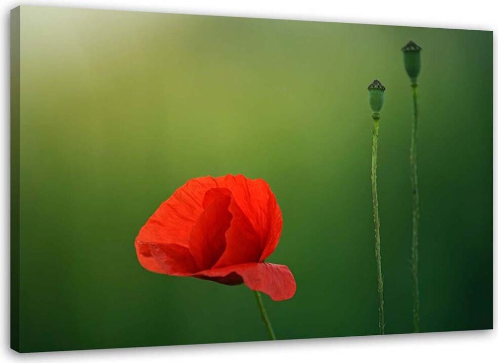 Leinwandbild mohn auf grünem hintergrund 90x60 cm Feeby rot wandbild bereit zum aufhängen