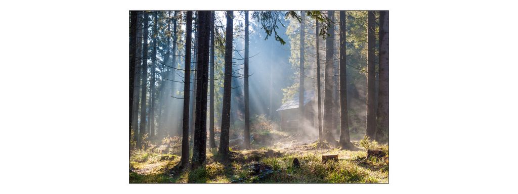 Muralo Fototapete Wald 360 (B) x 240 (H) cm Vlies Tapete Wandtapeten Nebel Bäume Pflanzen Sonne Wohnzimmer Schlafzimmer moderne Wandbilder XXL Lan...