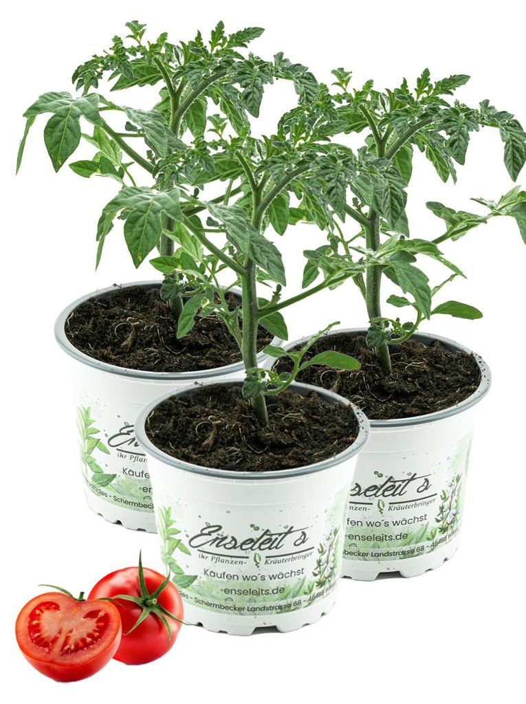 Enseleits 3er Set Tomatenpflanze Harzfeuer F1, Tomaten Produktbild 