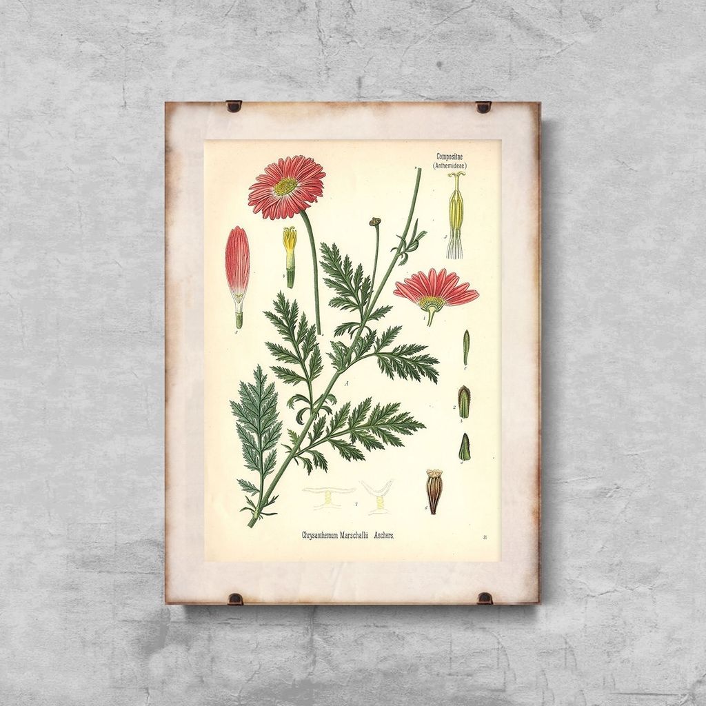 Poster - Canvas - Leinwand - 21 cm x 29,7 cm - Fotoposter - Leinwandkunst - Aster Mit Botanischen Prägt