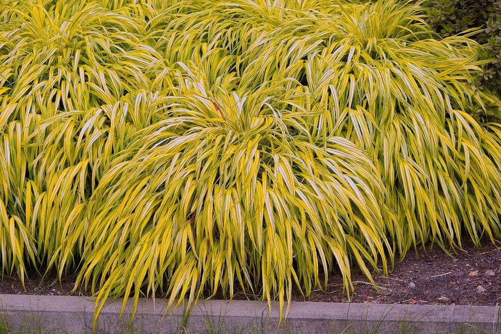 Stauden Gänge 10 x Hakonechloa macra 'Aureola' im 1 Liter Produktbild 