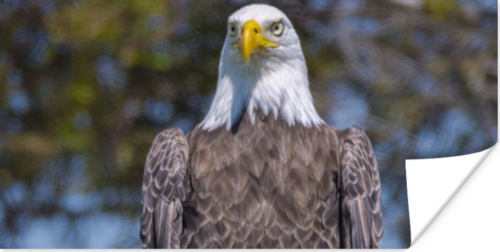 MuchoWow Poster Ein Weißkopfseeadler sitzt auf einem Holzpfahl 120x60 cm - Bild