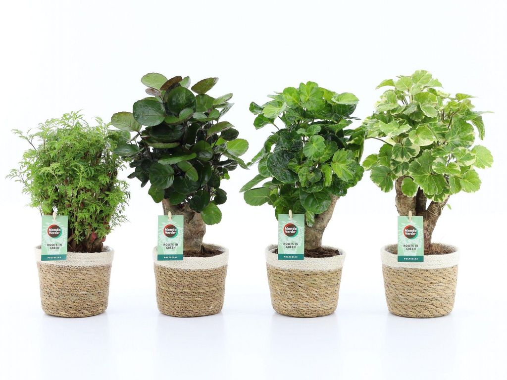 Fiederaralie Polyscia 4er Set mit Übertopf 40cm Produktbild 