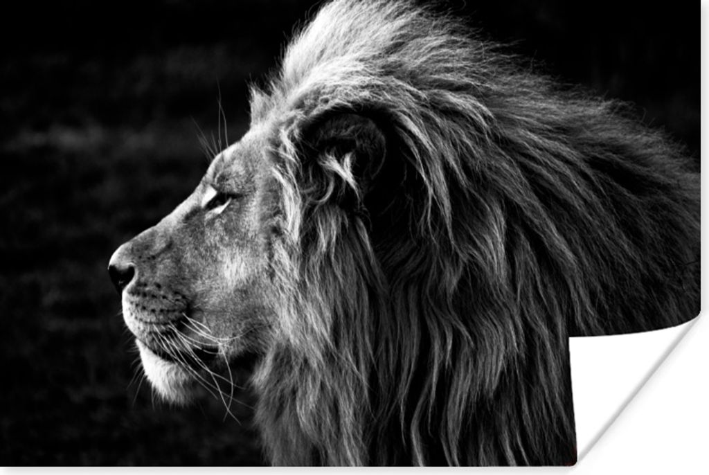 MuchoWow Poster Tiere - Schwarz - Weiß - Profil 90x60 cm - Schlafzimmer