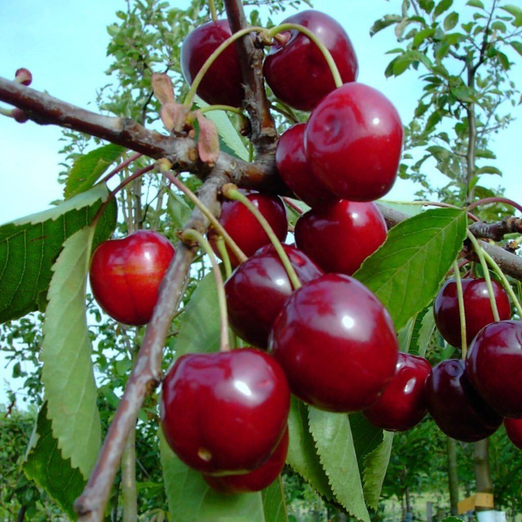 Säulensauerkirsche Jachim ® Kirsche Säulenobst Produktbild 