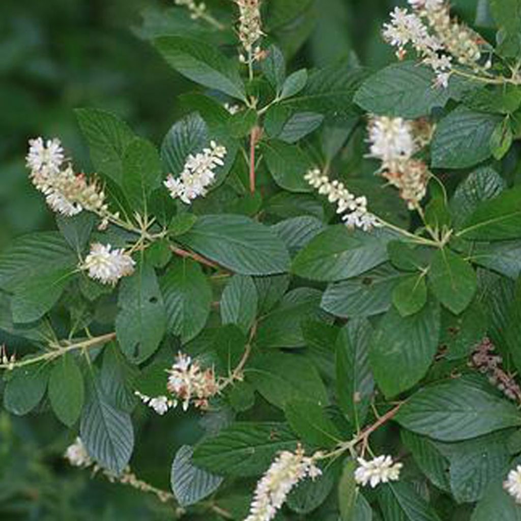 2 x  Silberkerzenstrauch - Clethra alnifolia  | 50-60 cm in Produktbild 