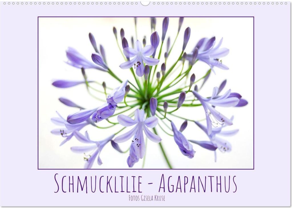 Schmucklilie - Agapanthus (Wandkalender 2026 DIN A2 quer), CALVENDO Monatskalender