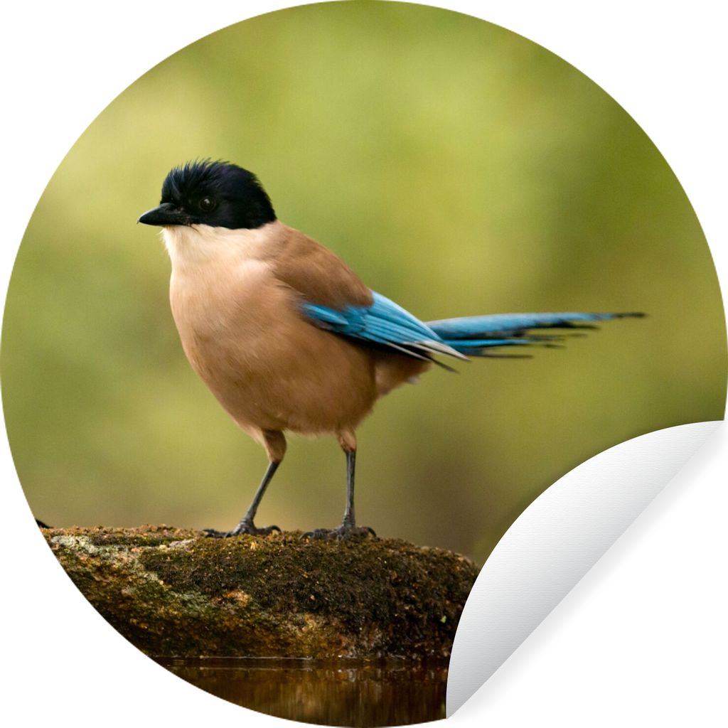 MuchoWow Runde Wandtattoo - Wandsticker Tapete Aufkleber Elster - Vogel - Moos Ø 30 cm Selbstklebend und Repositionierbar - Wandaufkleber - Krei...